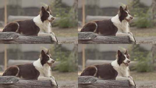 可爱的小狗宠物 (1)高清在线视频素材下载