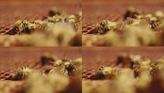 面板上的蜜蜂高清在线视频素材下载