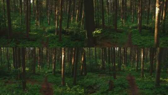 静谧森林中的小路高清在线视频素材下载