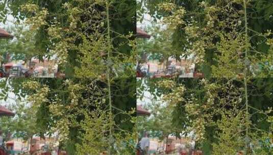 树上的花朵高清在线视频素材下载