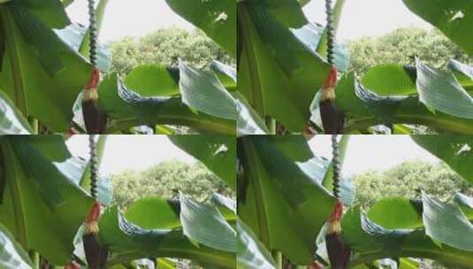 4K拍摄香蕉树高清在线视频素材下载