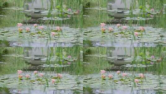 夏天池塘垂柳莲花实拍空境高清在线视频素材下载