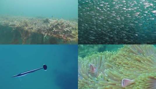 海底世界水下摄影珊瑚小丑鱼鱼群高清在线视频素材下载