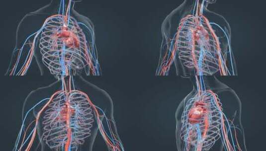 3D医学人体心脏动画高清在线视频素材下载
