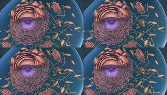 3D细胞质囊泡细胞骨架高尔基体医学动画高清在线视频素材下载
