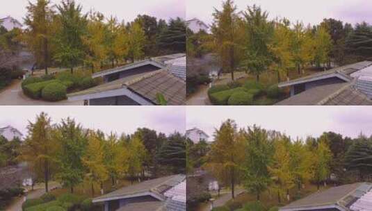 唯美意境，一缕秋风起，一片落叶黄，治愈系高清在线视频素材下载