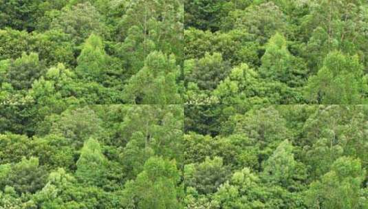 森林小树林特写狂风吹打树叶随风摇曳摇摆动高清在线视频素材下载