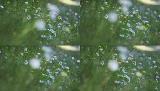 风中的白色雏菊高清在线视频素材下载