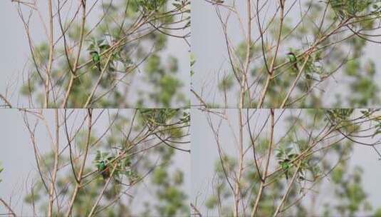 树枝上蓝绿相间的鸟高清在线视频素材下载