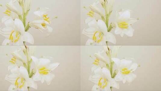 盛开的白色百合花高清在线视频素材下载