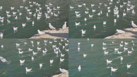 大理洱海上水面成群结队的海鸥高清在线视频素材下载
