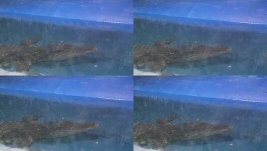 海洋馆鳄鱼高清在线视频素材下载