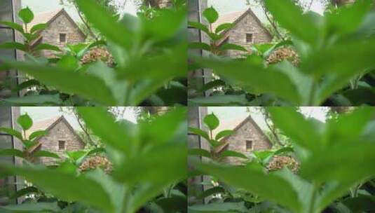 山间民宿户外清新绿色自然花草唯美背景高清在线视频素材下载