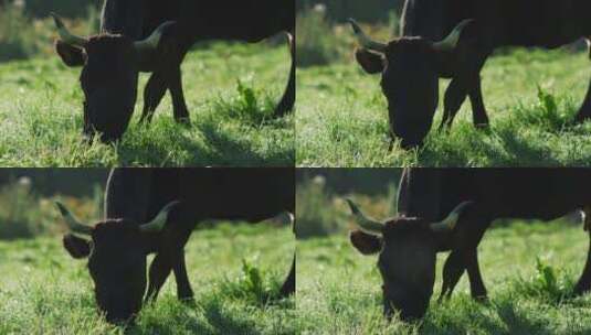 草地上吃草的牛高清在线视频素材下载
