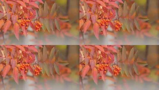 森林深秋 似火的红叶 红豆 特写高清在线视频素材下载