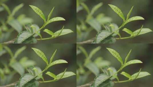 茶叶新芽一芽两叶古树茶高清在线视频素材下载