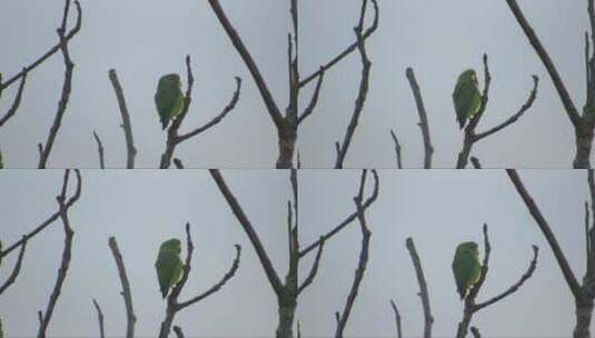 停留在树枝上的鹦鹉高清在线视频素材下载