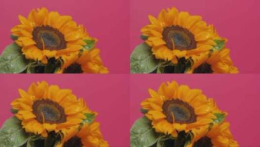 向日葵在粉红色背景上浇水高清在线视频素材下载