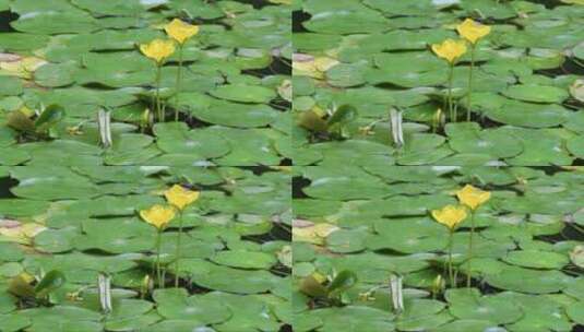 池塘中的睡莲 (3)高清在线视频素材下载