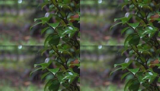 4K唯美雨景-森林景观雨滴落在植物叶片空镜高清在线视频素材下载