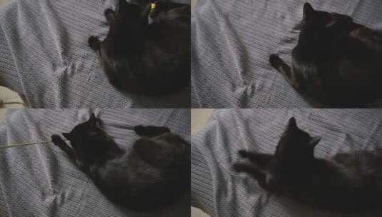 黑猫在毯子上玩耍高清在线视频素材下载
