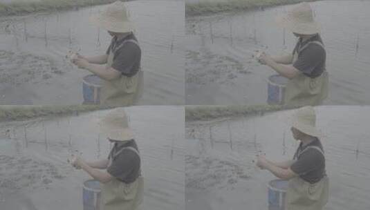 渔民手拿大闸蟹螃蟹高清在线视频素材下载