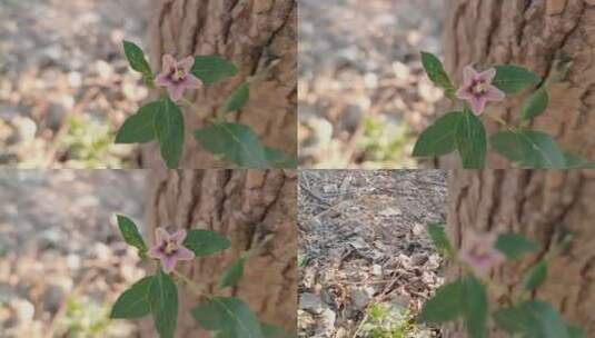 枸杞花实拍高清在线视频素材下载