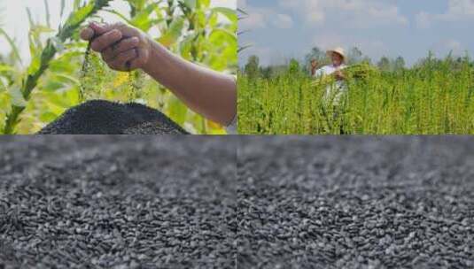 芝麻种植基地高清在线视频素材下载