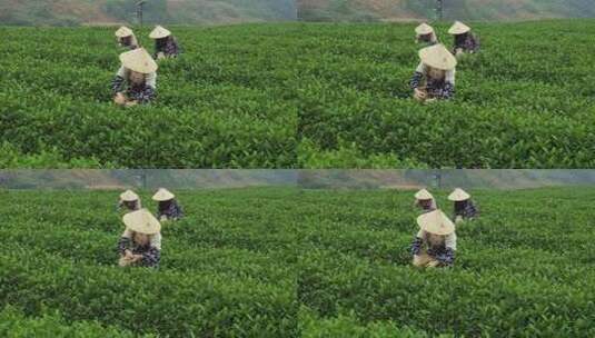 升格 美丽乡村 茶园采茶 劳动高清在线视频素材下载