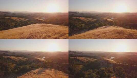 黄昏成熟的麦田景观高清在线视频素材下载