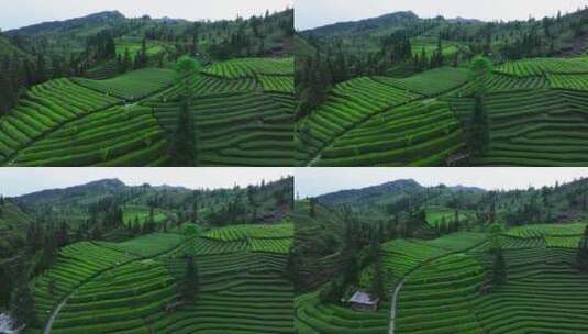 峨眉山下茶农走在绿油油的茶山航拍风景高清在线视频素材下载