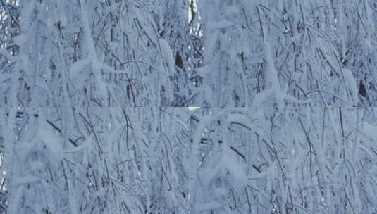峨眉山上挂着厚雪的树枝高清在线视频素材下载
