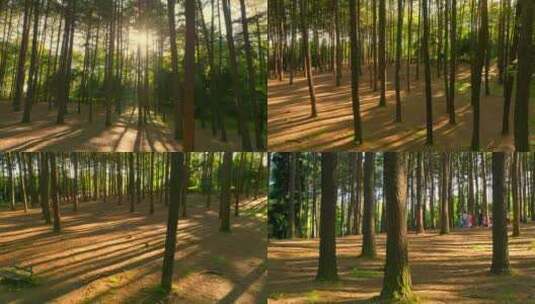 树林阳光照射高清在线视频素材下载