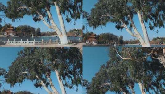 昆明大观公园湖水旁白杨树高清在线视频素材下载