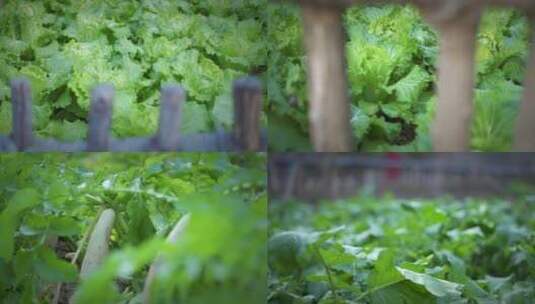 萝卜 白菜 小菜园 篱笆菜园 菜园高清在线视频素材下载