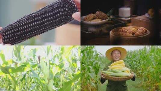 新鲜玉米合集高清在线视频素材下载