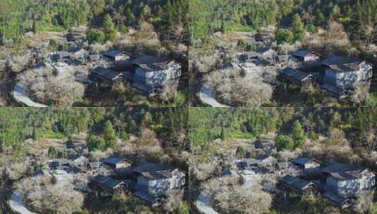 梅花林中的村庄高清在线视频素材下载