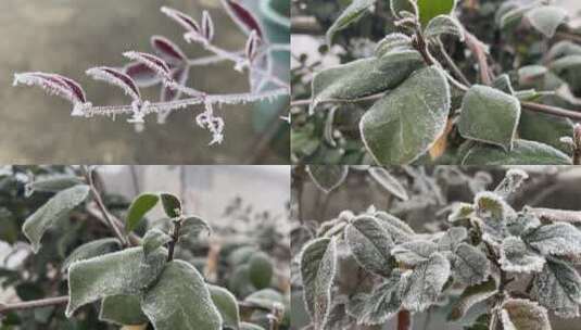 植物上的霜视频合集高清在线视频素材下载