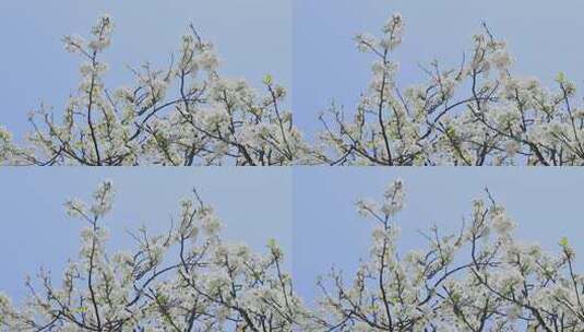 春暖花开梨花盛开景观高清在线视频素材下载