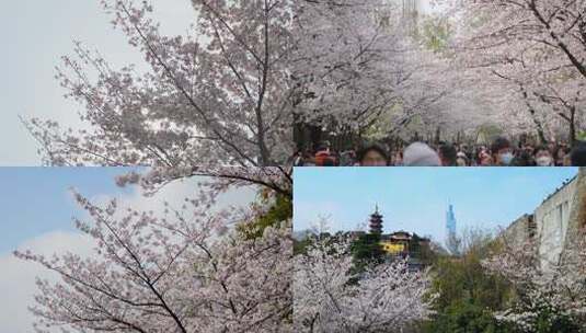 南京鸡鸣寺樱花南京旅游高清在线视频素材下载