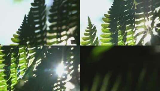 林间小景 日出 日落 太阳 树木 花草 昆虫高清在线视频素材下载