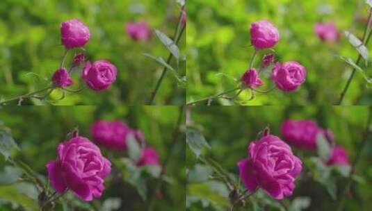 唯美 春天 鲜花 花朵 花 春意 特写 花儿高清在线视频素材下载