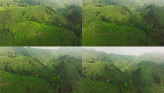春天航拍四川绿茶茶山风景高清在线视频素材下载