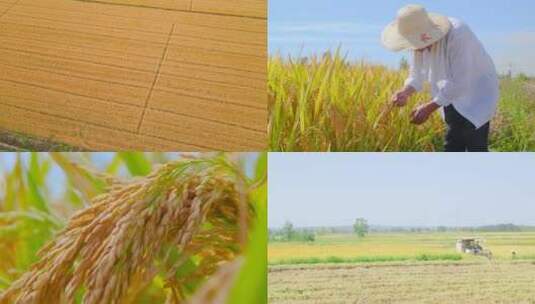 农作物丰收高清在线视频素材下载