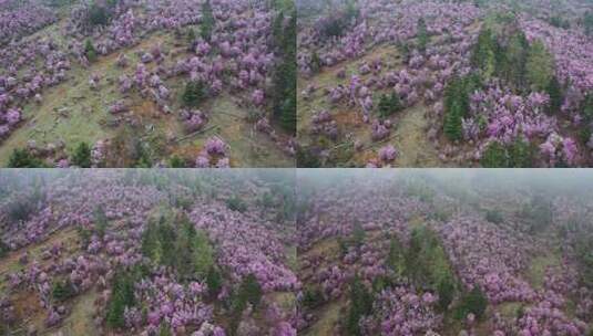 云南香格里拉夏季花卉 高山杜鹃群高清在线视频素材下载
