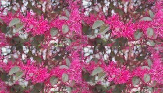 实拍春天百花盛开鲜花植物高清在线视频素材下载