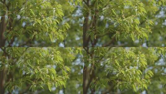 阳光下树叶被风吹动摇晃4K高清在线视频素材下载