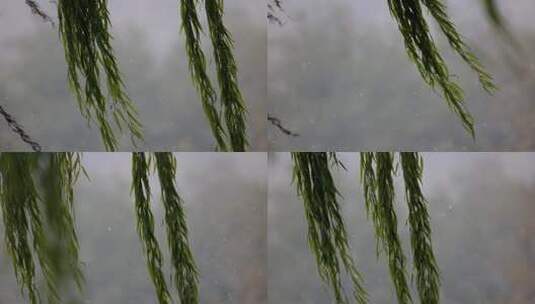 下雪的西湖风景实拍高清在线视频素材下载
