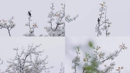 4K梨花和鸟唯美春天视频高清在线视频素材下载