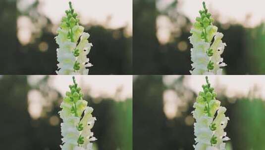 春天花园绽放的鲜花花朵高清在线视频素材下载